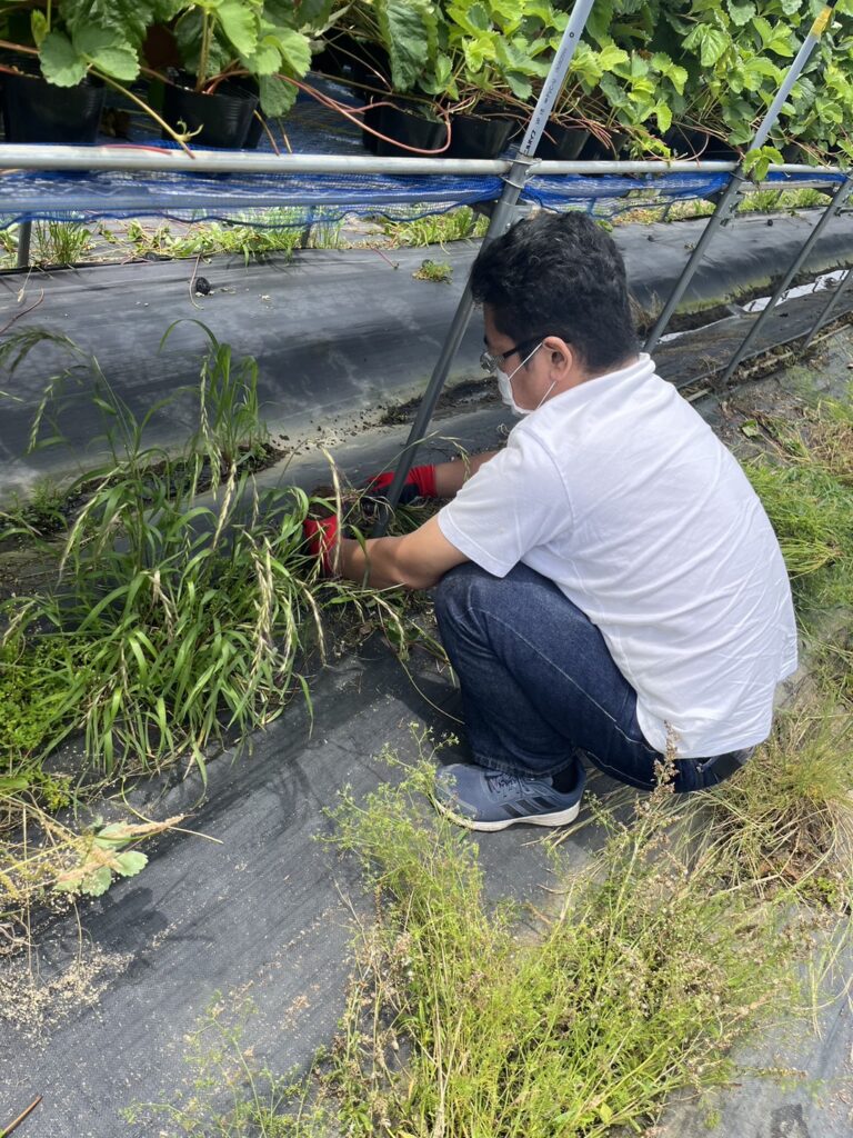 雑草の除去に取り組まれる利用者さん４