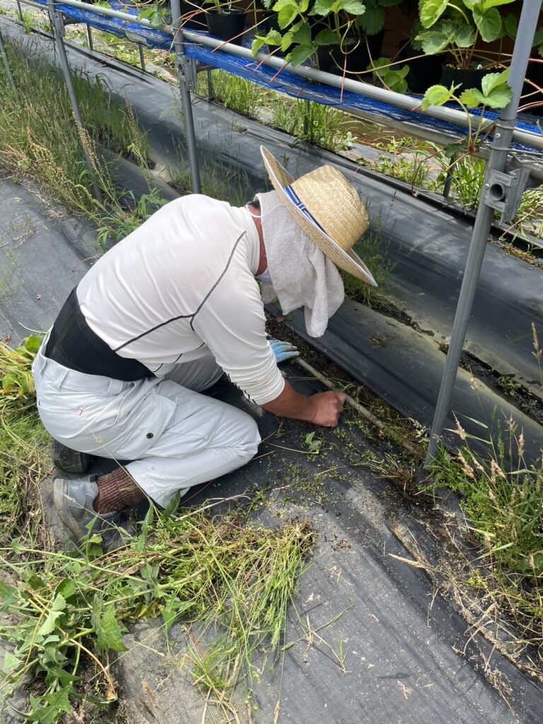 雑草の除去作業に取り組み利用者さん