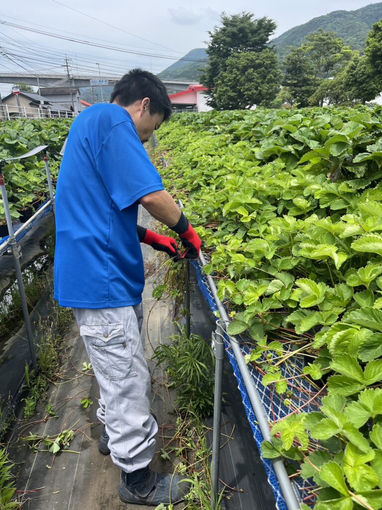 雑草の除去に取り組まれる利用者さん２